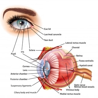Eye Exam In Vaughan & Woodbridge